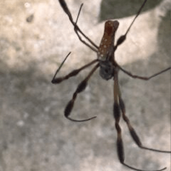 A close-up of a spider with long legs and a brown body, perched on a surface. This image highlights the spider's unique features and habitat.