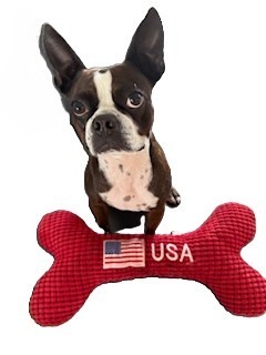 A playful Boston Terrier sits atop a red bone-shaped toy with "USA" printed on it.